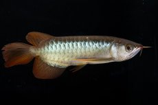 画像2: メタルレッド F4 NO.19（ディナミカカプアス産） (2)