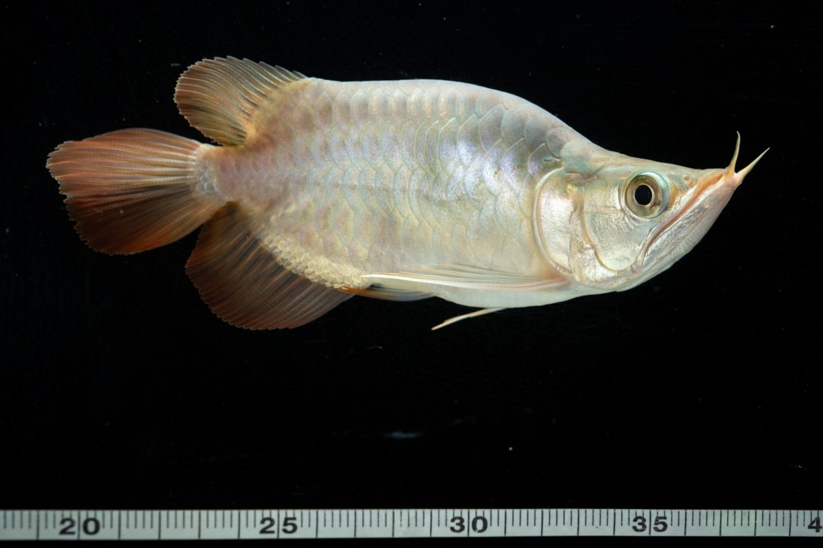 画像7: スーパーレッド ショート個体 NO.47(#1) (7)