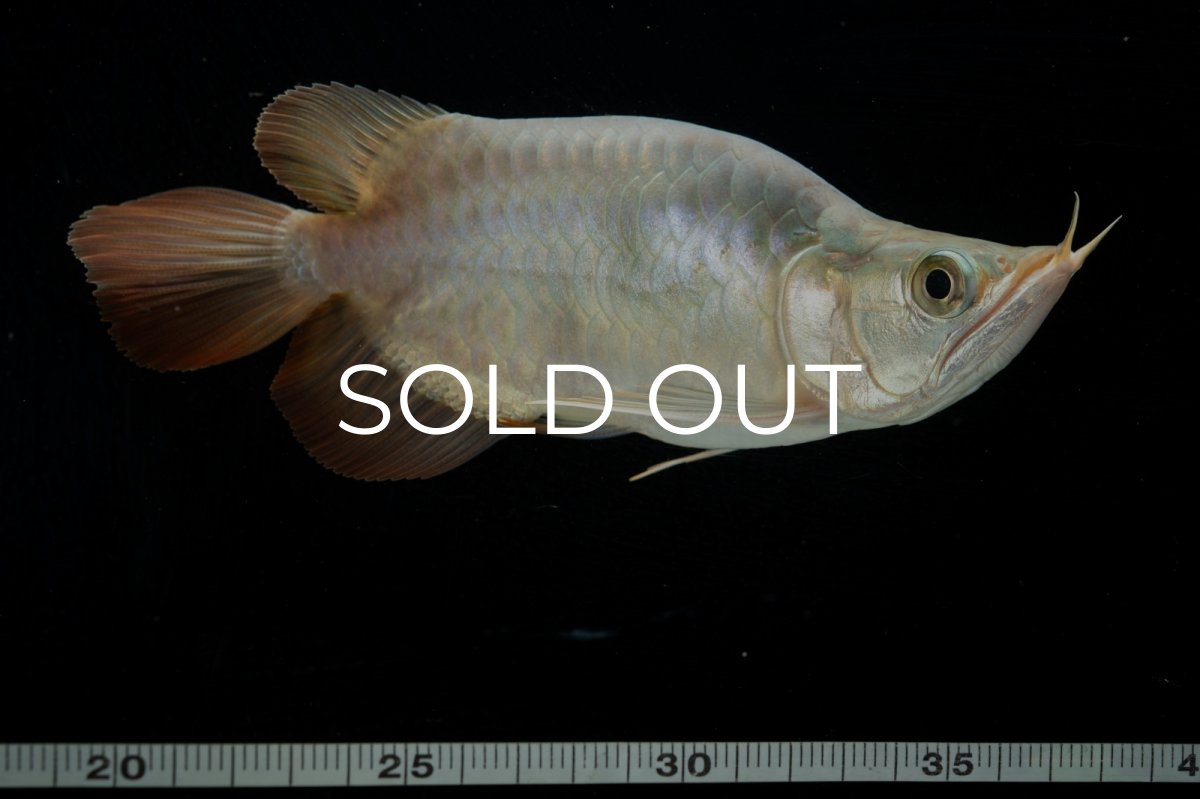 画像7: スーパーレッド ショート個体 NO.47(#1) (7)