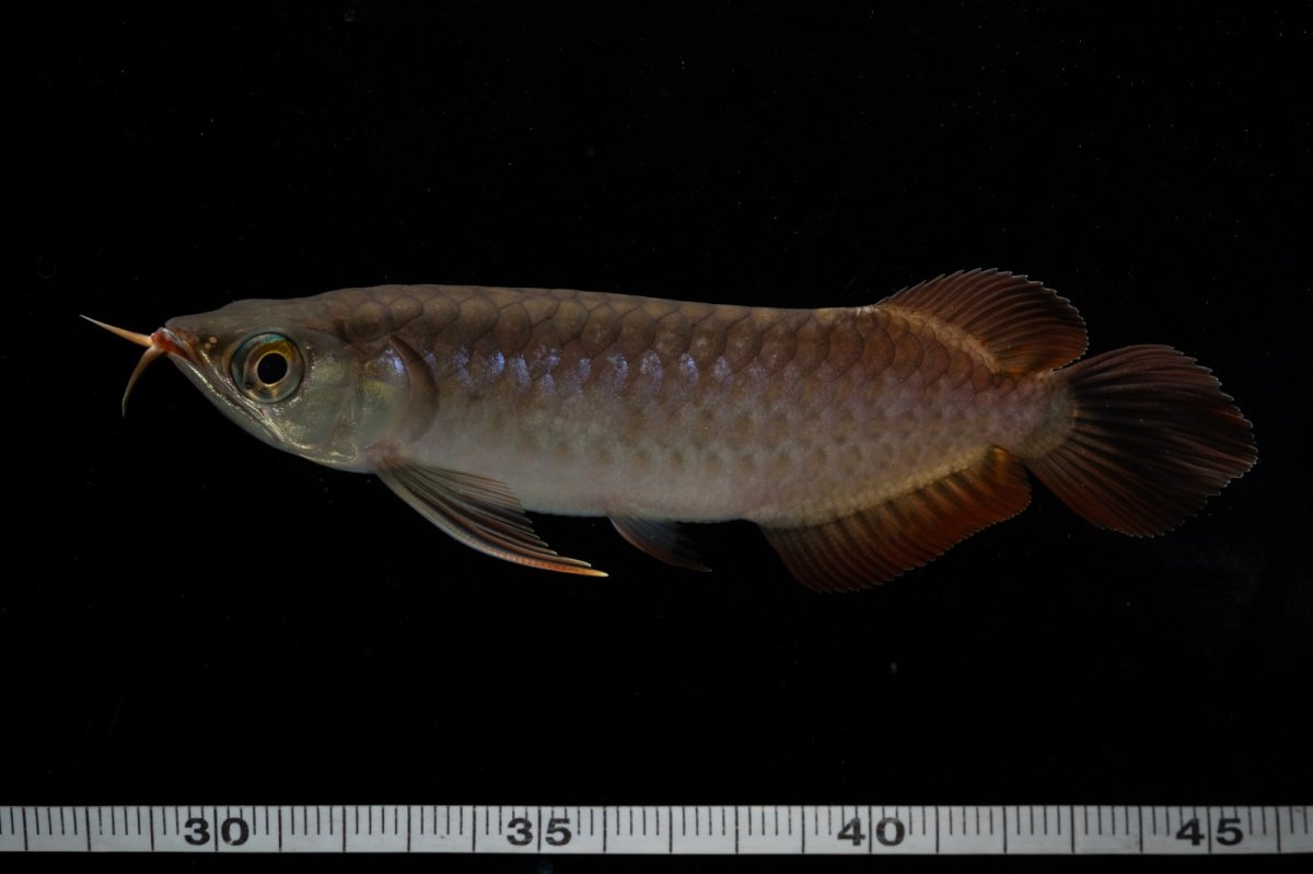 画像10: チリレッド NO.11（インドネシア産） (10)