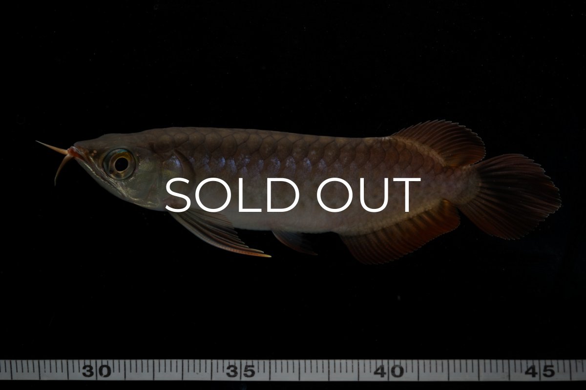 画像10: チリレッド NO.11（インドネシア産） (10)