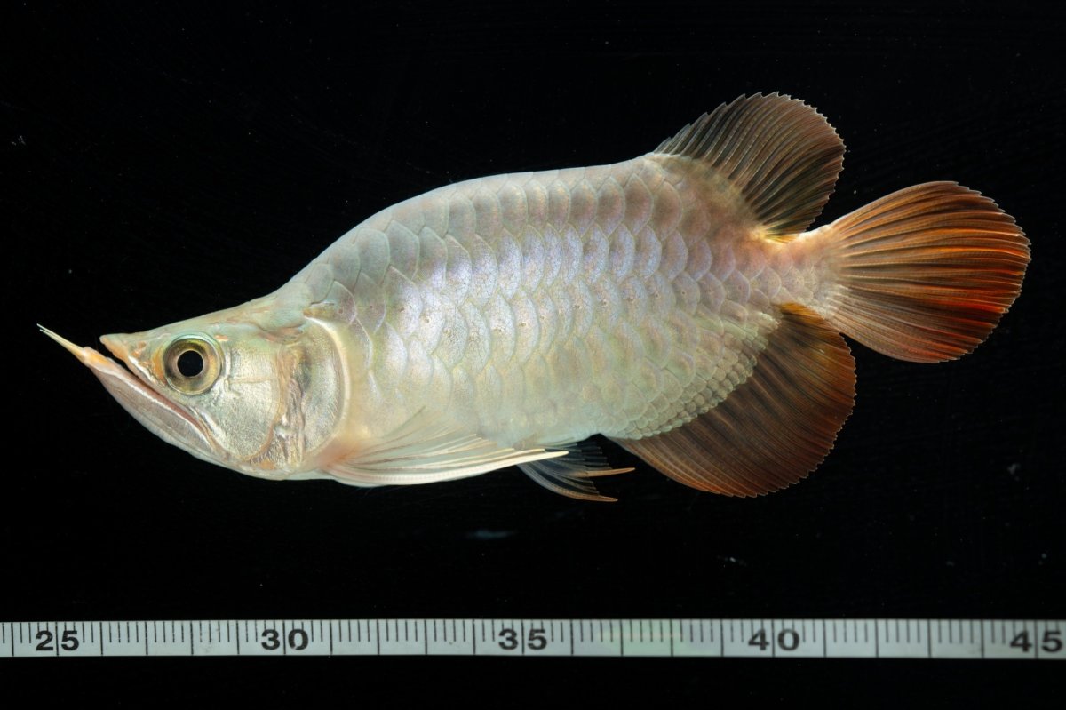 画像8: スーパーレッド ショート個体 NO.47(#1) (8)