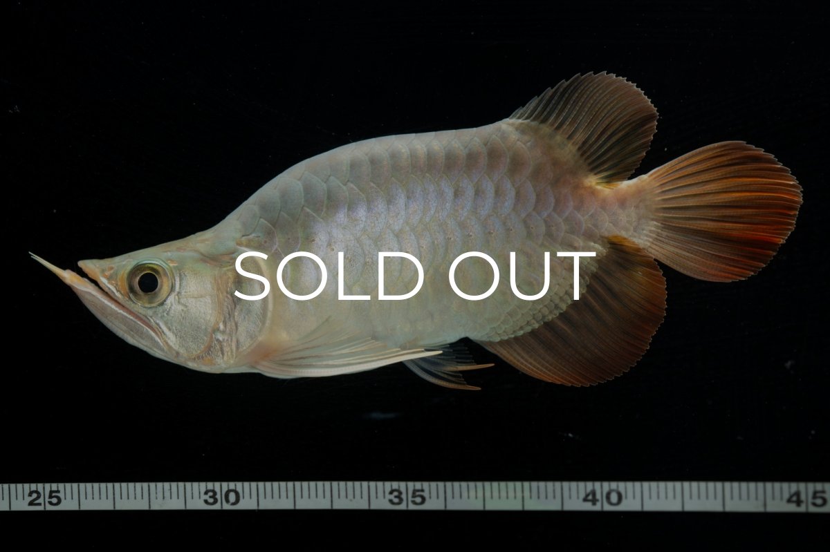 画像8: スーパーレッド ショート個体 NO.47(#1) (8)