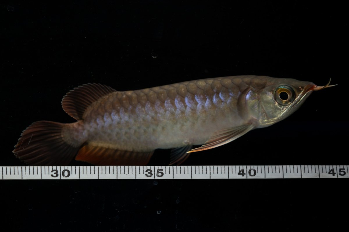 画像11: チリレッド NO.11（インドネシア産） (11)