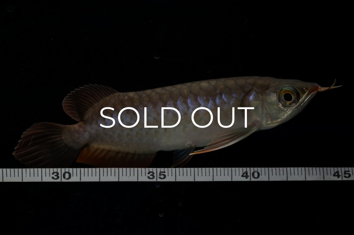 画像11: チリレッド NO.11（インドネシア産） (11)