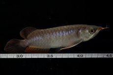 画像11: チリレッド NO.11（インドネシア産） (11)