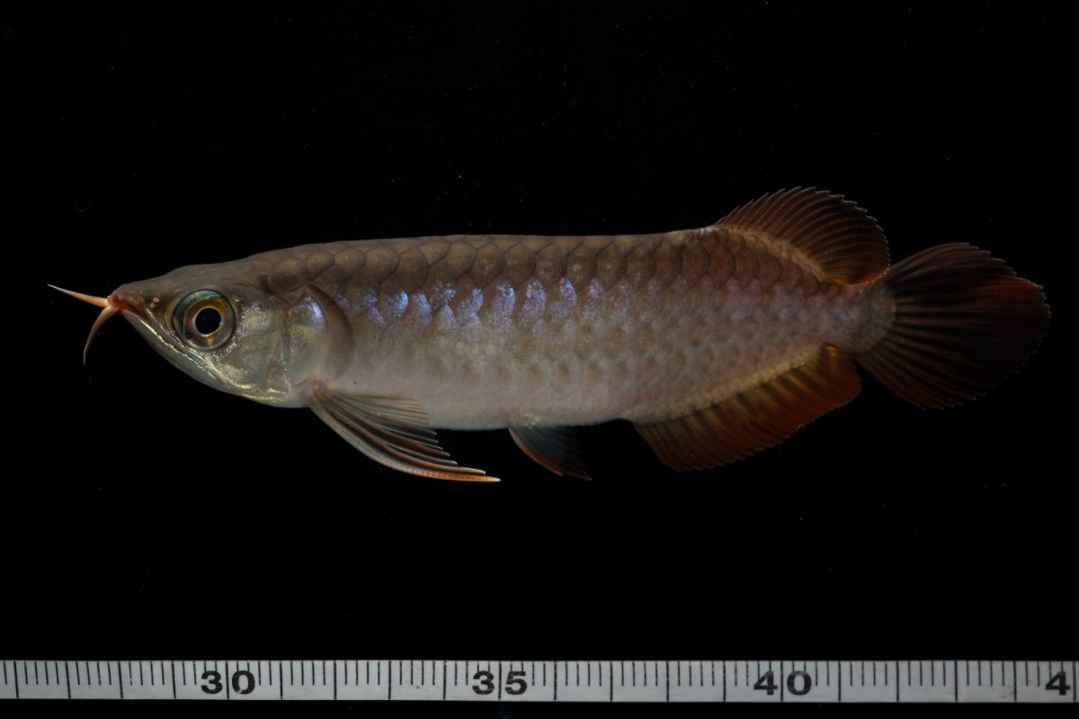 画像8: チリレッド NO.11（インドネシア産） (8)