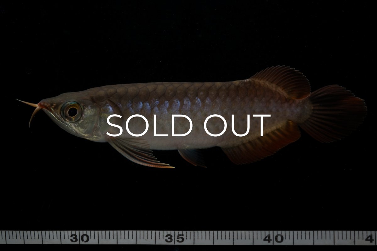 画像8: チリレッド NO.11（インドネシア産） (8)