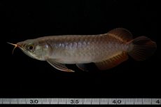 画像8: チリレッド NO.11（インドネシア産） (8)