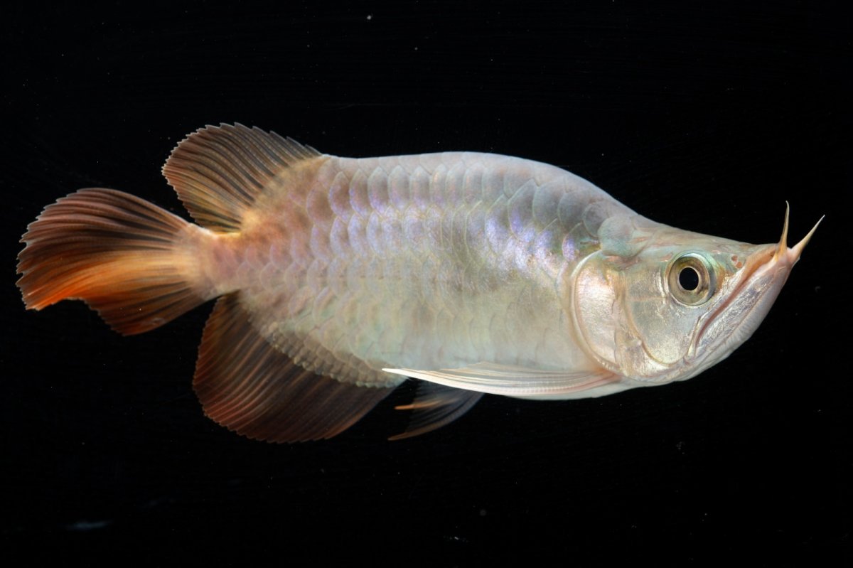 画像4: スーパーレッド ショート個体 NO.47(#1) (4)