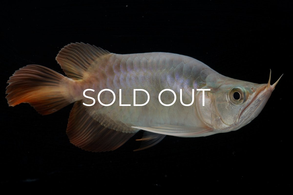 画像4: スーパーレッド ショート個体 NO.47(#1) (4)