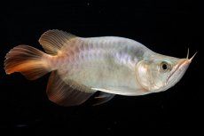 画像4: スーパーレッド ショート個体 NO.47(#1) (4)