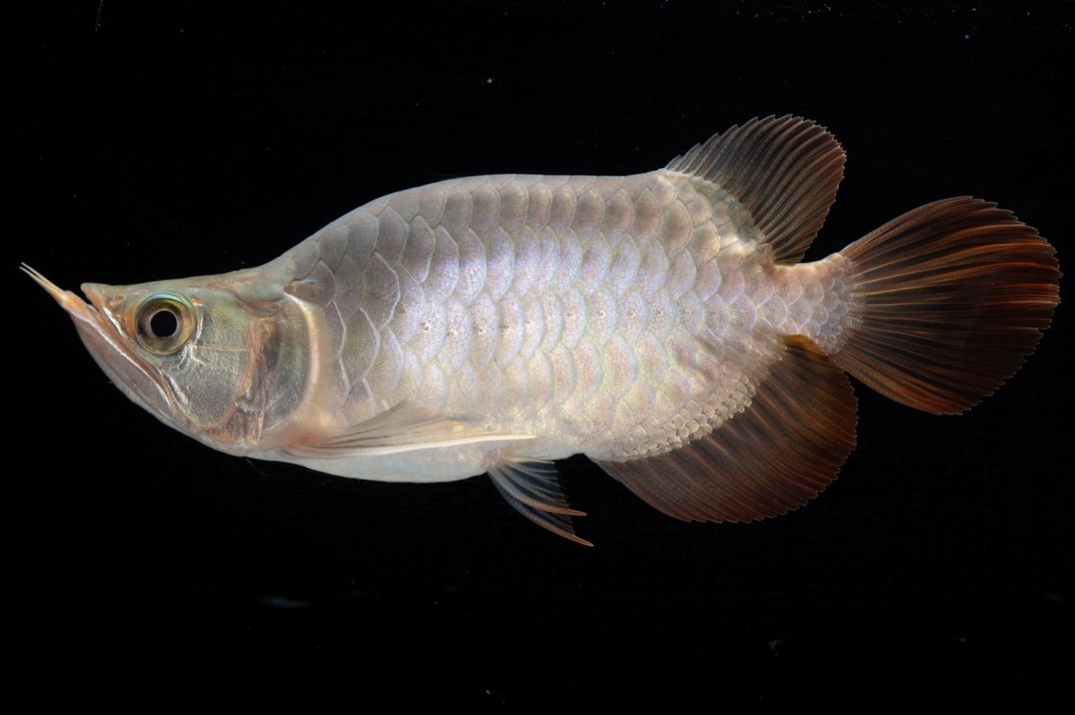 画像5: スーパーレッド ショート個体 NO.47(#1) (5)