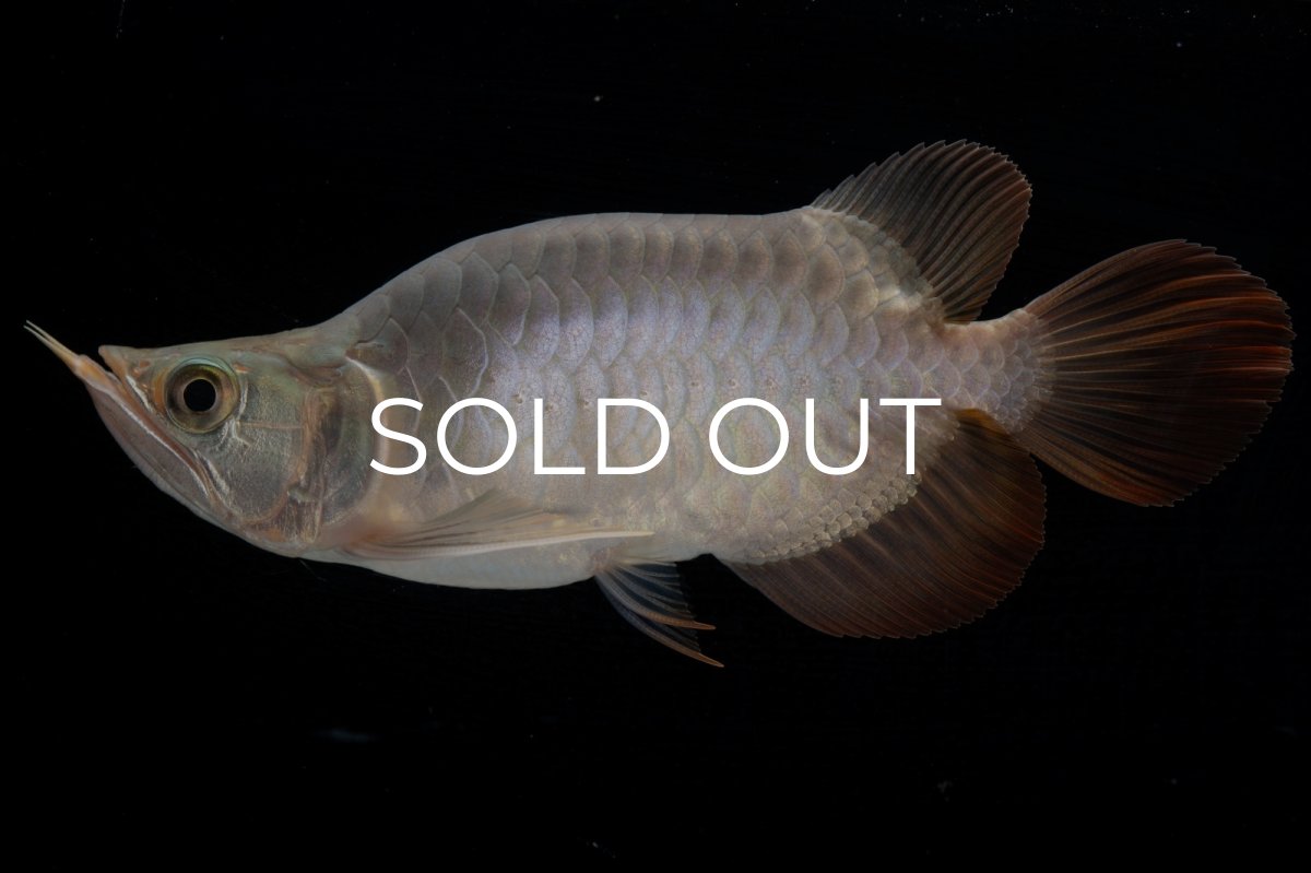 画像5: スーパーレッド ショート個体 NO.47(#1) (5)