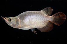 画像5: スーパーレッド ショート個体 NO.47(#1) (5)