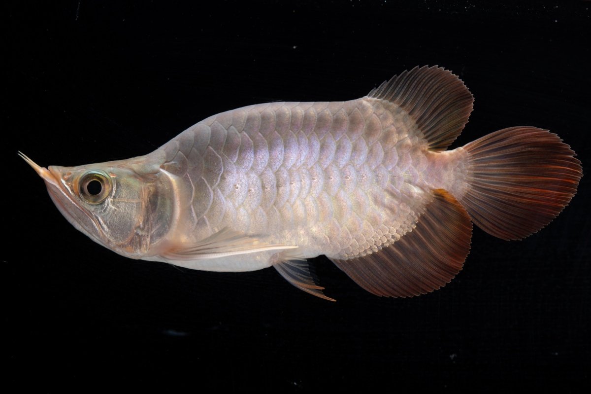 画像3: スーパーレッド ショート個体 NO.47(#1) (3)