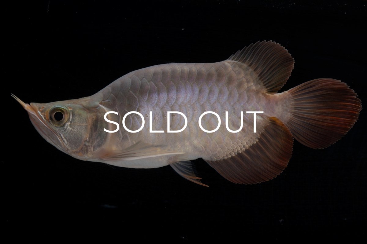 画像3: スーパーレッド ショート個体 NO.47(#1) (3)