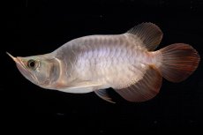 画像3: スーパーレッド ショート個体 NO.47(#1) (3)