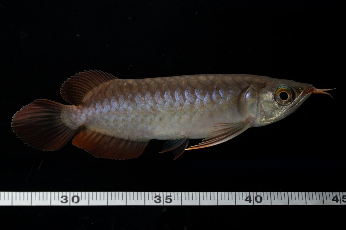 画像9: チリレッド NO.11（インドネシア産） (9)