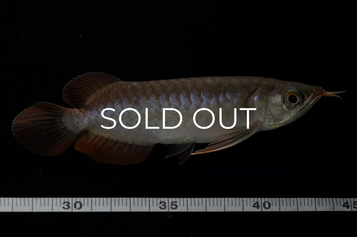 画像9: チリレッド NO.11（インドネシア産） (9)