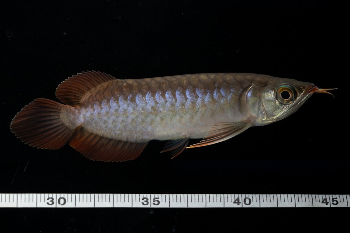 画像7: チリレッド NO.11（インドネシア産） (7)