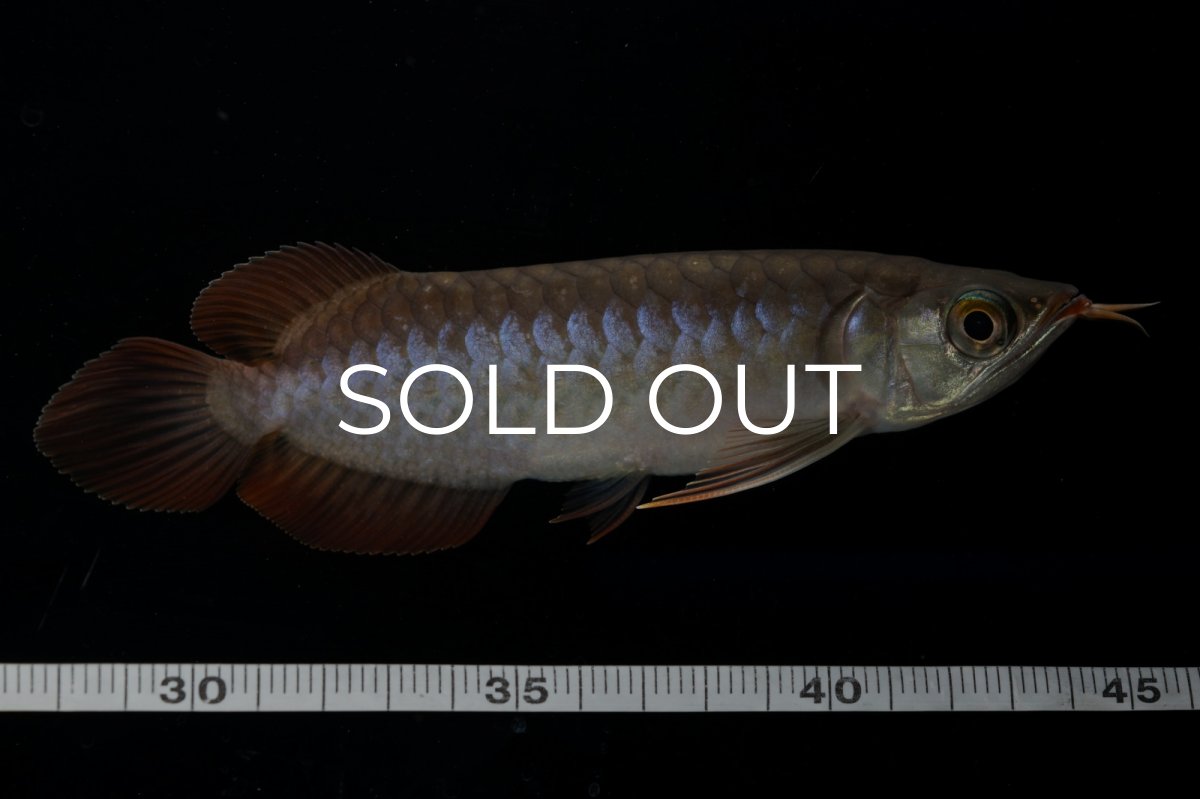 画像7: チリレッド NO.11（インドネシア産） (7)