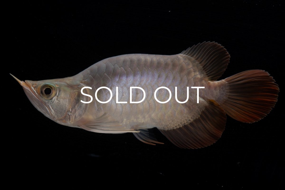 画像1: スーパーレッド ショート個体 NO.47(#1) (1)