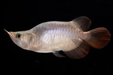 画像1: スーパーレッド ショート個体 NO.47(#1) (1)