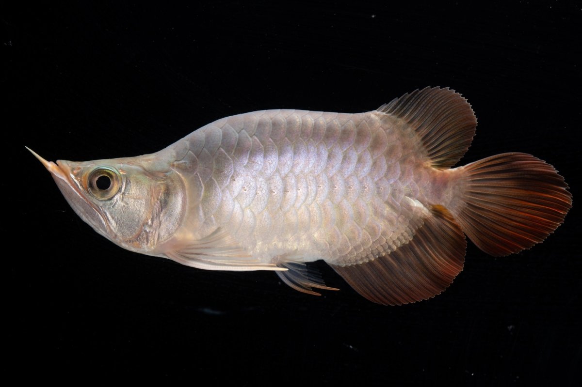 画像6: スーパーレッド ショート個体 NO.47(#1) (6)