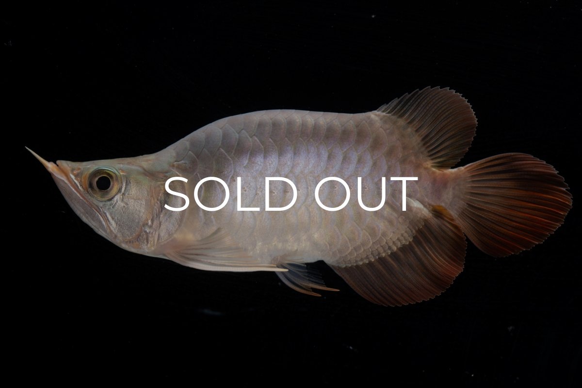 画像6: スーパーレッド ショート個体 NO.47(#1) (6)