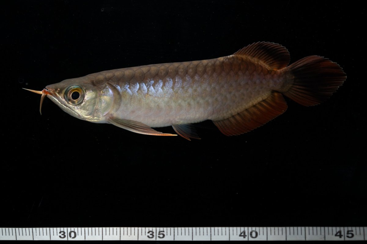 画像6: チリレッド NO.11（インドネシア産） (6)