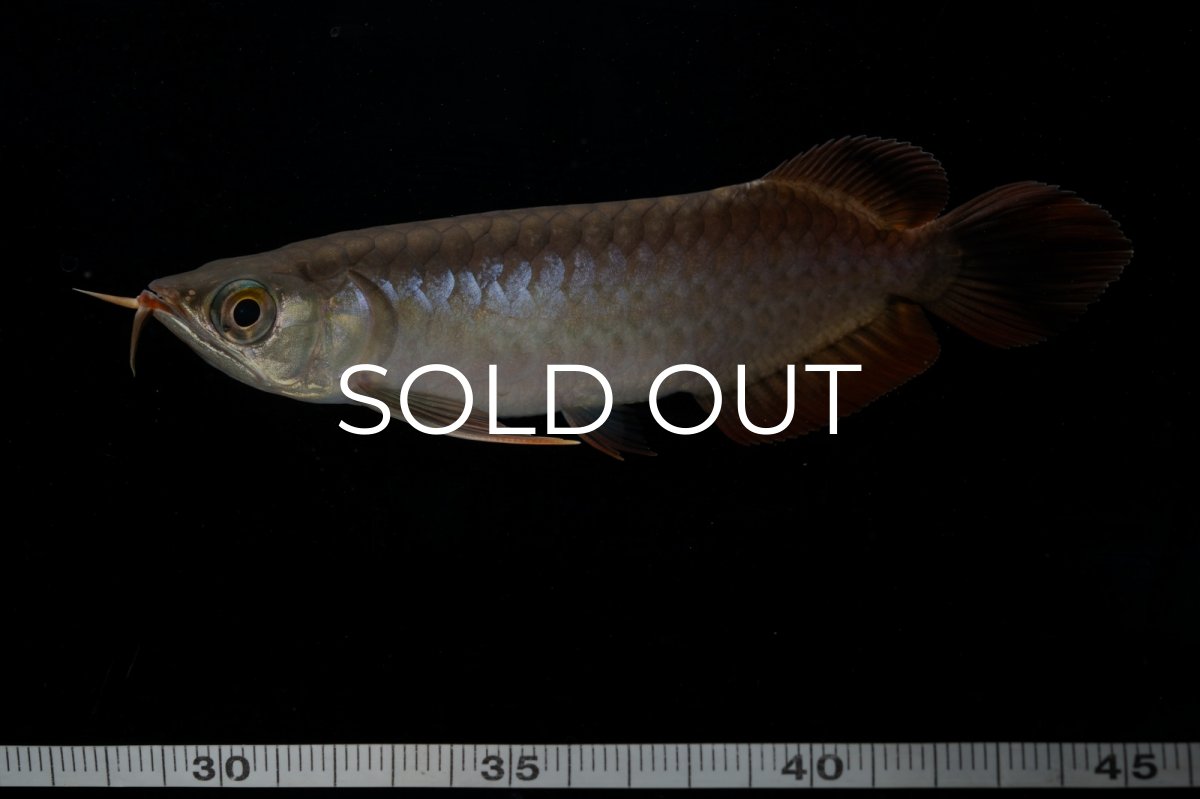 画像6: チリレッド NO.11（インドネシア産） (6)