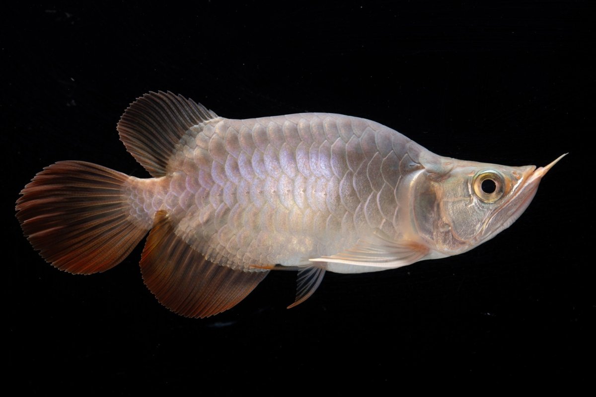 画像2: スーパーレッド ショート個体 NO.47(#1) (2)