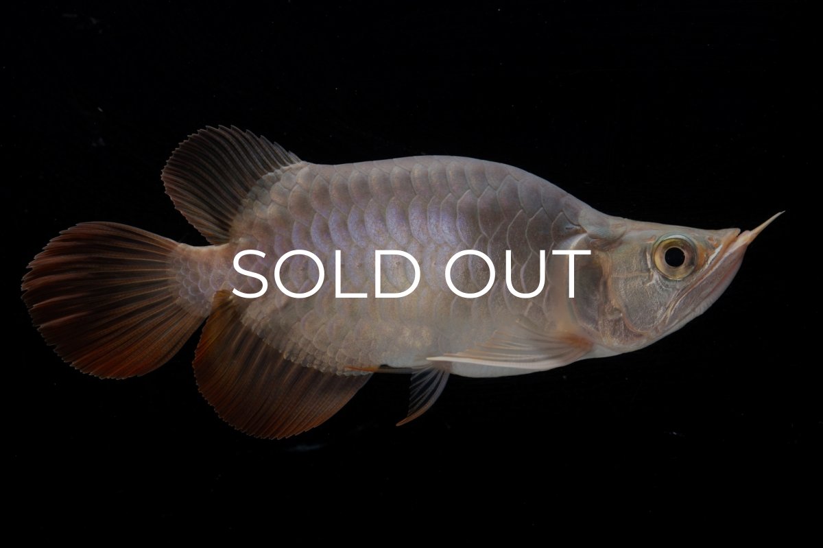 画像2: スーパーレッド ショート個体 NO.47(#1) (2)