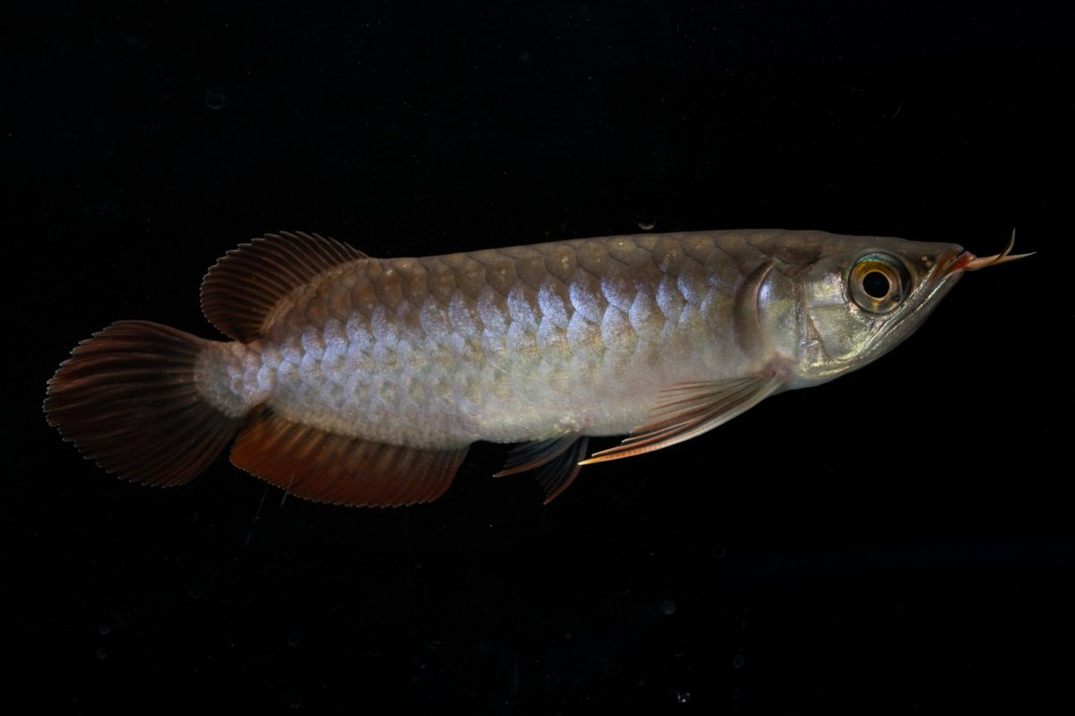 画像5: チリレッド NO.11（インドネシア産） (5)