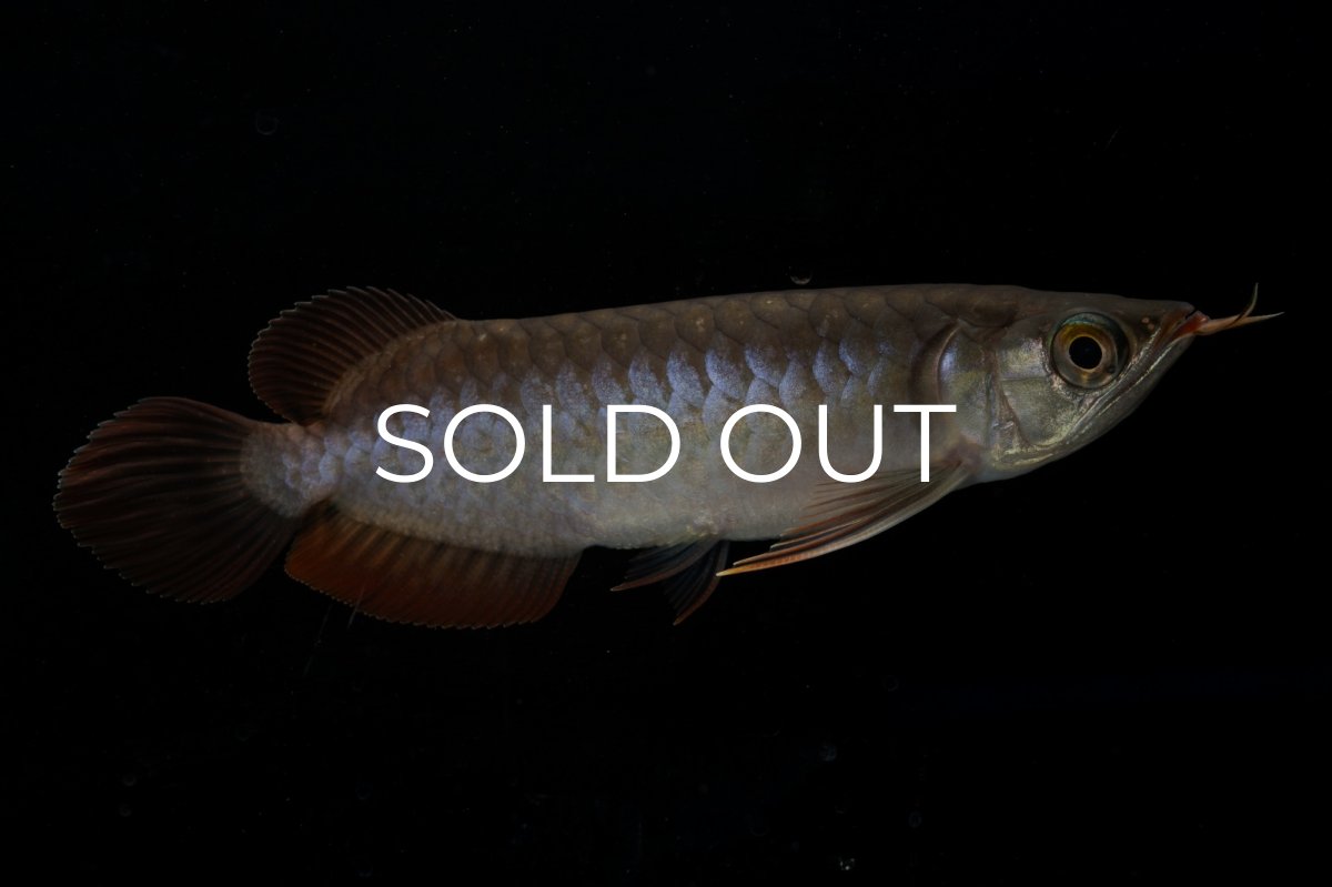 画像5: チリレッド NO.11（インドネシア産） (5)