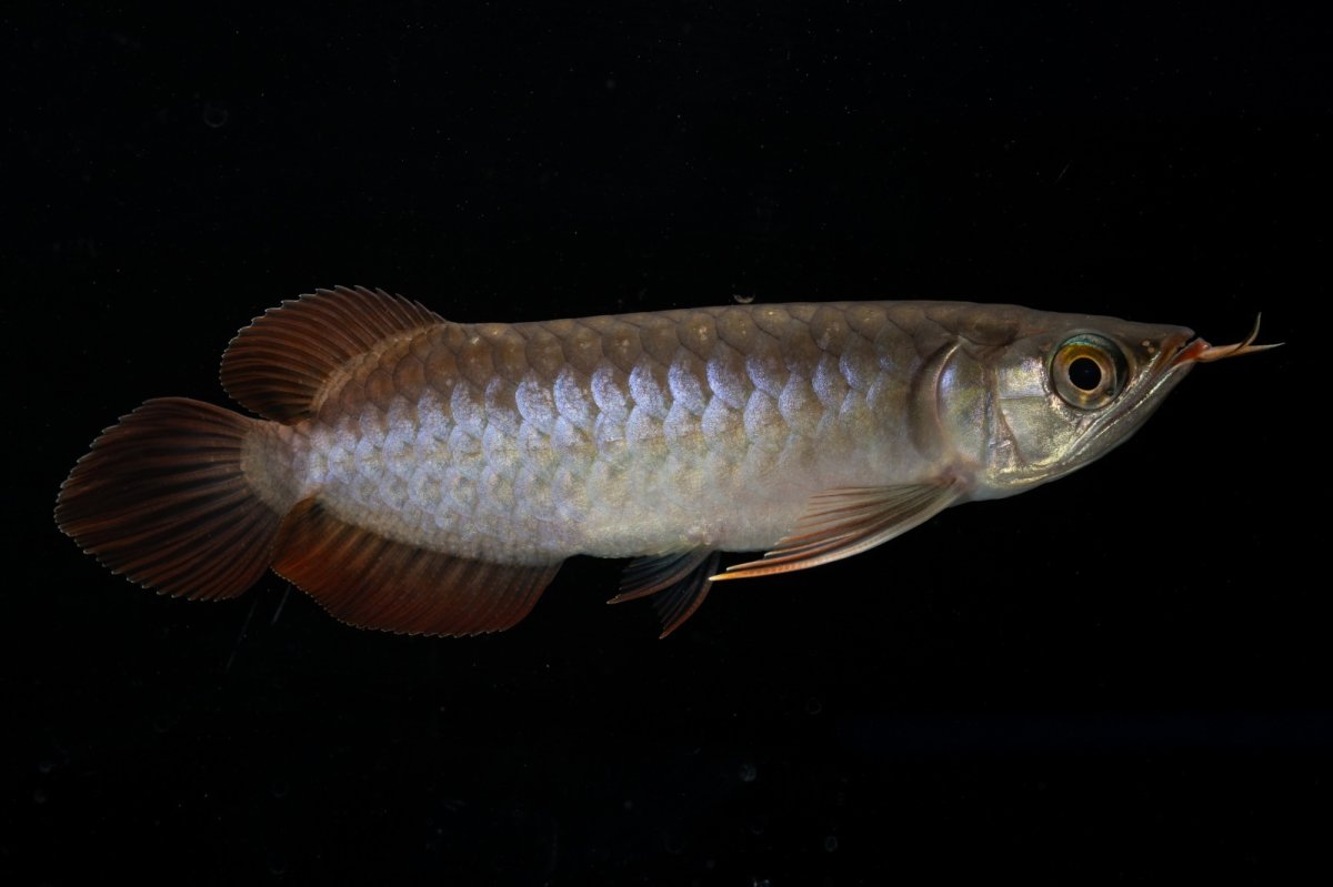 画像3: チリレッド NO.11（インドネシア産） (3)