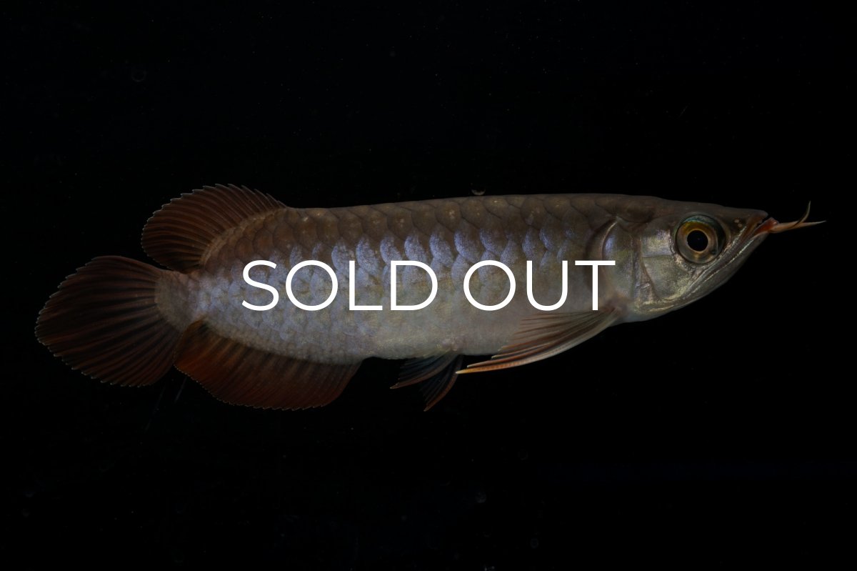 画像3: チリレッド NO.11（インドネシア産） (3)