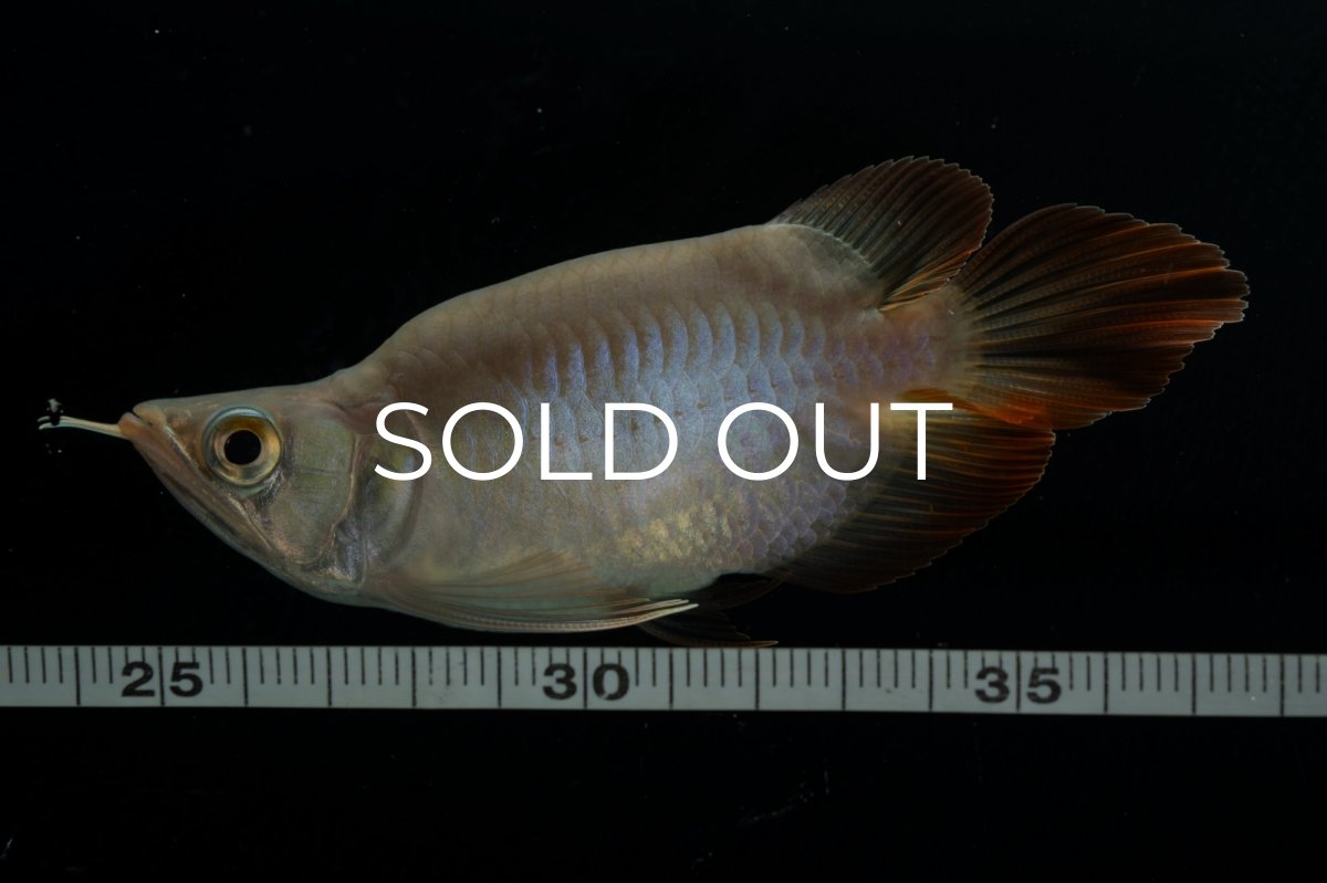 画像10: スーパーレッド ショート個体 NO.48(#2) (10)