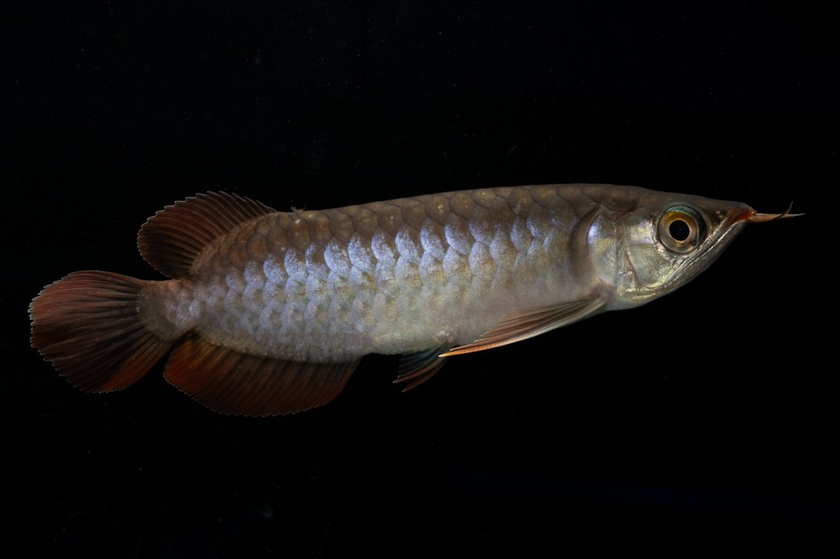 画像1: チリレッド NO.11（インドネシア産） (1)