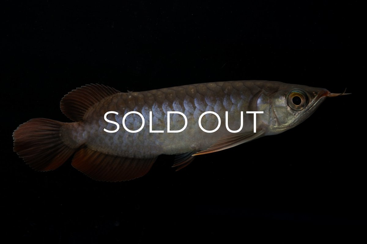 画像1: チリレッド NO.11（インドネシア産） (1)