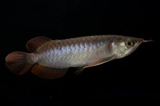 画像1: チリレッド NO.11（インドネシア産） (1)