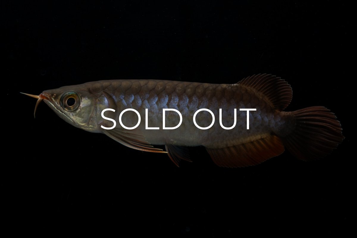 画像4: チリレッド NO.11（インドネシア産） (4)