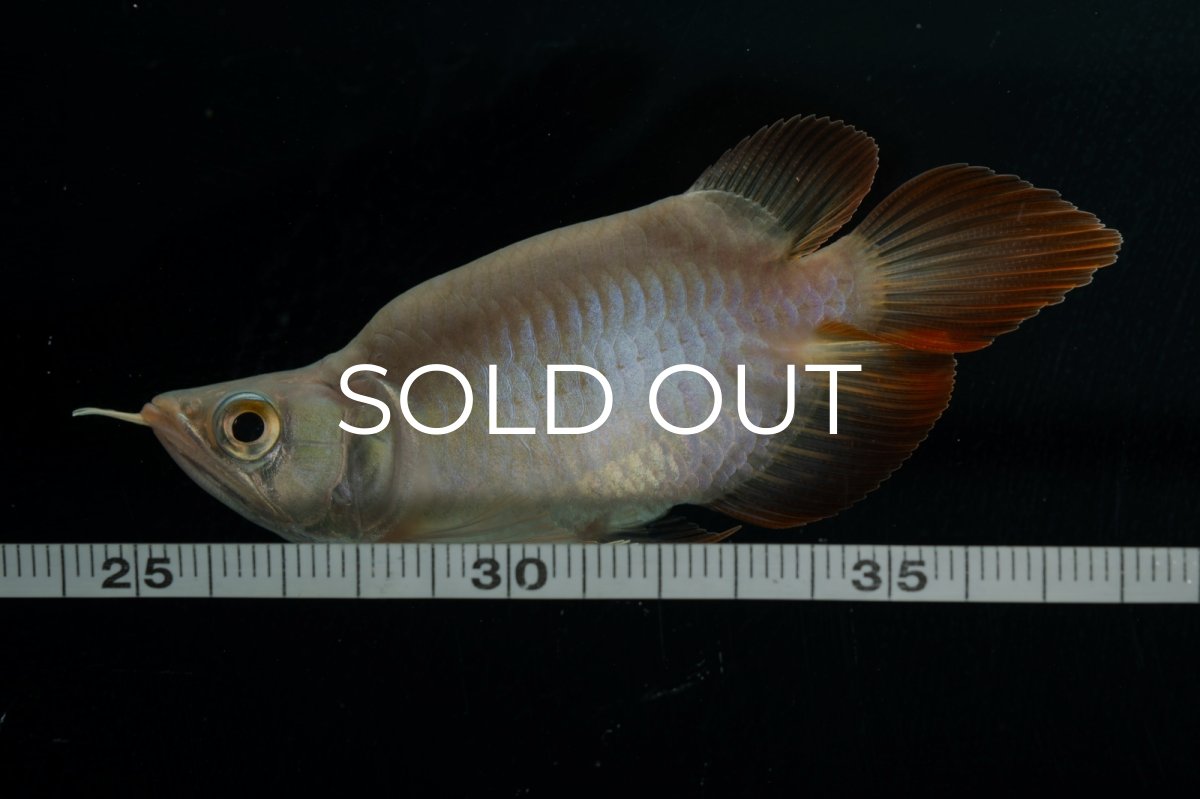 画像9: スーパーレッド ショート個体 NO.48(#2) (9)