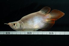 画像9: スーパーレッド ショート個体 NO.48(#2) (9)