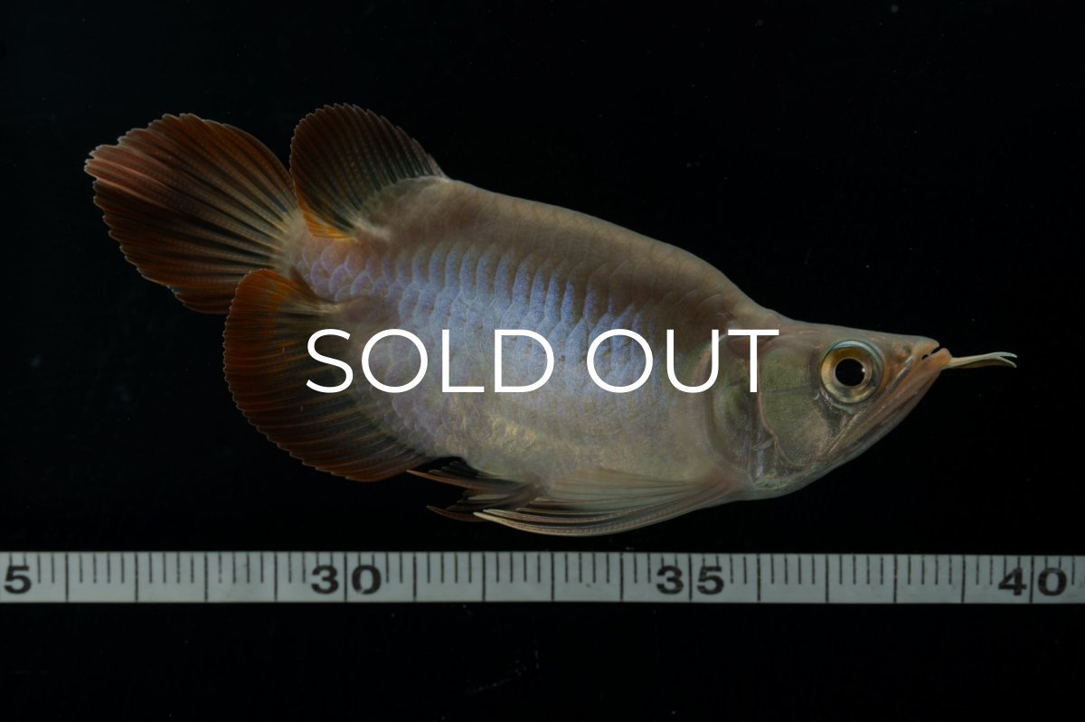 画像8: スーパーレッド ショート個体 NO.48(#2) (8)