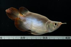 画像8: スーパーレッド ショート個体 NO.48(#2) (8)