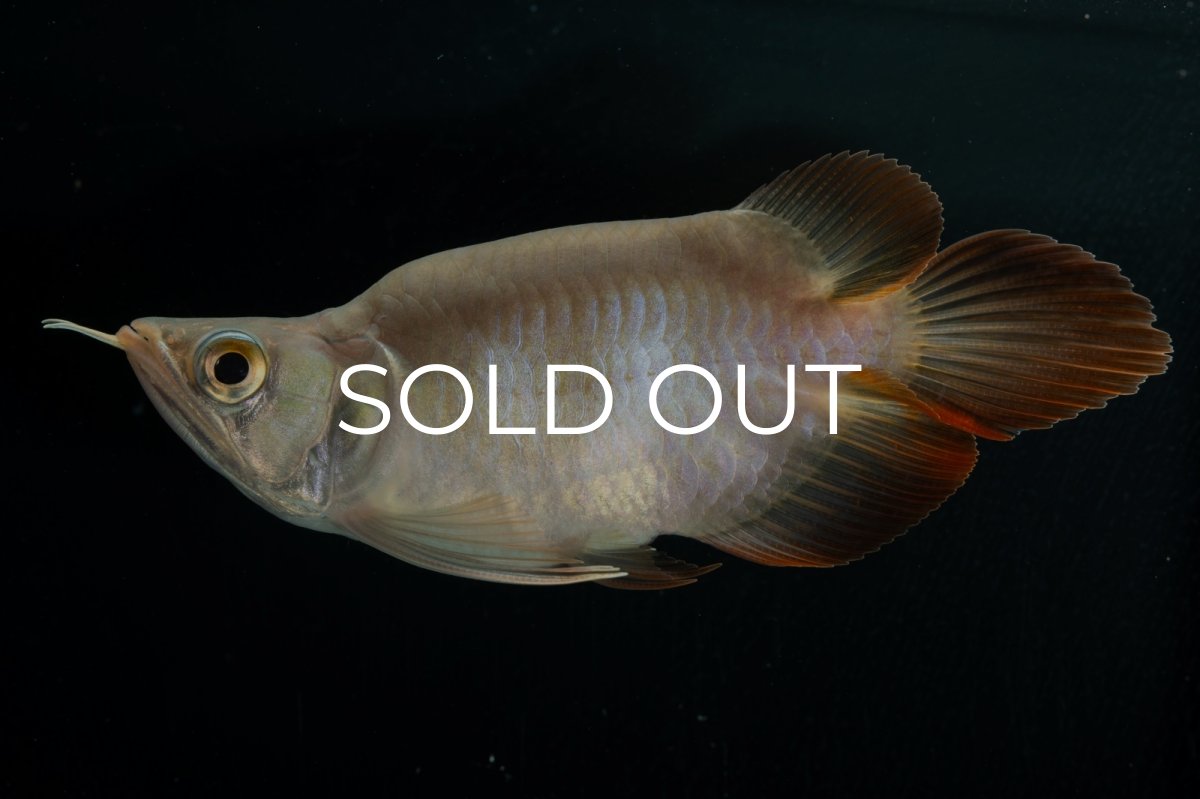 画像7: スーパーレッド ショート個体 NO.48(#2) (7)