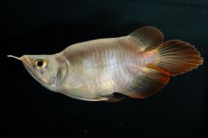 画像7: スーパーレッド ショート個体 NO.48(#2) (7)