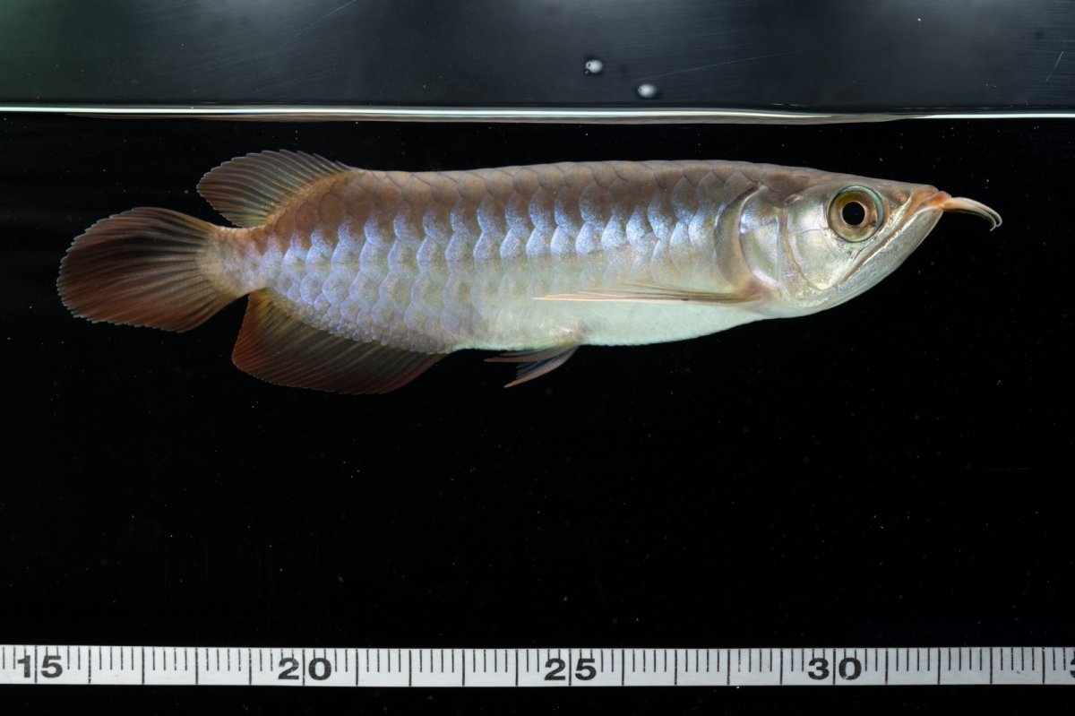 画像6: チリレッド NO.13（インドネシア産） (6)